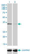 Tissue Specific Transplantation Antigen P35B antibody, LS-C198377, Lifespan Biosciences, Western Blot image 