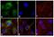 N-Myc Downstream Regulated 1 antibody, 42-6200, Invitrogen Antibodies, Immunofluorescence image 