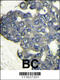 Phosphatidylinositol-4,5-Bisphosphate 3-Kinase Catalytic Subunit Delta antibody, 63-347, ProSci, Immunofluorescence image 