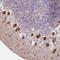 Alsin Rho Guanine Nucleotide Exchange Factor ALS2 antibody, HPA046588, Atlas Antibodies, Immunohistochemistry paraffin image 