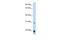 ACHAETE antibody, GTX45854, GeneTex, Western Blot image 