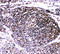 TNF Receptor Associated Factor 4 antibody, LS-C313139, Lifespan Biosciences, Immunohistochemistry frozen image 