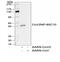 Nucleoprotein antibody, 11-019, ProSci, Western Blot image 