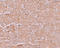 Solute Carrier Family 39 Member 14 antibody, A04761, Boster Biological Technology, Immunohistochemistry frozen image 