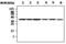 Aurora Kinase B antibody, MA5-17226, Invitrogen Antibodies, Western Blot image 