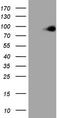 Microtubule Affinity Regulating Kinase 3 antibody, LS-C339710, Lifespan Biosciences, Western Blot image 