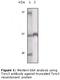 TYRO3 Protein Tyrosine Kinase antibody, LS-C47224, Lifespan Biosciences, Western Blot image 