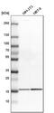 Glia Maturation Factor Beta antibody, PA5-51787, Invitrogen Antibodies, Western Blot image 