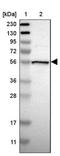 NPR3 Like, GATOR1 Complex Subunit antibody, NBP1-88447, Novus Biologicals, Western Blot image 