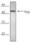 ST13 Hsp70 Interacting Protein antibody, A05692, Boster Biological Technology, Western Blot image 