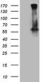 Gamma-Aminobutyric Acid Type A Receptor Alpha5 Subunit antibody, TA806596S, Origene, Western Blot image 