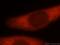 Ataxin-10 antibody, 15693-1-AP, Proteintech Group, Immunofluorescence image 