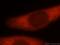 Ataxin 10 antibody, 15693-1-AP, Proteintech Group, Immunofluorescence image 