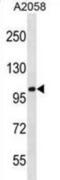 Centrosomal Protein 112 antibody, abx028758, Abbexa, Western Blot image 