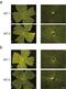 Neurofilament Light antibody, NB300-131, Novus Biologicals, Immunofluorescence image 