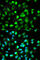 Transcription Factor 4 antibody, A1141, ABclonal Technology, Immunofluorescence image 