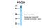 Pentatricopeptide Repeat Domain 1 antibody, PA5-46056, Invitrogen Antibodies, Western Blot image 