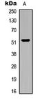 Sedoheptulokinase antibody, LS-C358313, Lifespan Biosciences, Western Blot image 