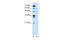 Fukutin antibody, A03344, Boster Biological Technology, Western Blot image 