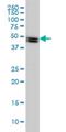 SH2 Domain Containing 4A antibody, H00063898-M01, Novus Biologicals, Western Blot image 