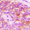 ELOVL Fatty Acid Elongase 5 antibody, LS-C358971, Lifespan Biosciences, Immunohistochemistry frozen image 