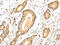 Tetraspanin 13 antibody, CSB-PA224565, Cusabio, Immunohistochemistry frozen image 