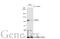Sp1 Transcription Factor antibody, GTX01012, GeneTex, Western Blot image 