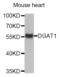 Diacylglycerol O-Acyltransferase 1 antibody, abx005229, Abbexa, Western Blot image 