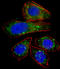 Zinc Finger Protein 81 antibody, LS-C160951, Lifespan Biosciences, Immunofluorescence image 