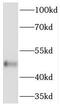 Transducin beta-like protein 2 antibody, FNab08524, FineTest, Western Blot image 