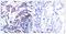 Jun Proto-Oncogene, AP-1 Transcription Factor Subunit antibody, GTX50091, GeneTex, Immunohistochemistry paraffin image 