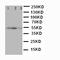 Integrin Subunit Alpha 3 antibody, orb76135, Biorbyt, Western Blot image 
