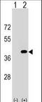 Protein Phosphatase 1 Catalytic Subunit Gamma antibody, LS-C162077, Lifespan Biosciences, Western Blot image 