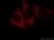 Glutaredoxin 3 antibody, 11254-1-AP, Proteintech Group, Immunofluorescence image 