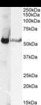 Glucagon Receptor antibody, CL8893AP, Cedarlane Labs, Western Blot image 