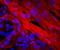Actin Alpha 2, Smooth Muscle antibody, MAB1420, R&D Systems, Immunofluorescence image 