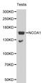 Nuclear Receptor Coactivator 1 antibody, LS-C192377, Lifespan Biosciences, Western Blot image 