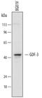 Growth Differentiation Factor 3 antibody, AF958, R&D Systems, Western Blot image 