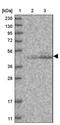 Potassium Voltage-Gated Channel Subfamily J Member 1 antibody, NBP1-82874, Novus Biologicals, Western Blot image 