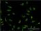 Splicing Factor Proline And Glutamine Rich antibody, H00006421-M01, Novus Biologicals, Immunofluorescence image 