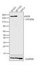 Nitric Oxide Synthase 3 antibody, MA5-15559, Invitrogen Antibodies, Western Blot image 