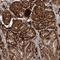 WD Repeat Domain 75 antibody, NBP1-82296, Novus Biologicals, Immunohistochemistry frozen image 