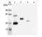 Interleukin 33 antibody, ALX-804-727-C050, Enzo Life Sciences, Western Blot image 
