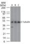 Tubulin Beta 1 Class VI antibody, orb96237, Biorbyt, Western Blot image 