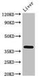 Transcription factor ETV7 antibody, LS-C677853, Lifespan Biosciences, Western Blot image 