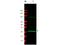 Mitotic Arrest Deficient 2 Like 1 antibody, M00785, Boster Biological Technology, Western Blot image 