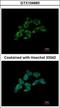 Dimethylarginine Dimethylaminohydrolase 1 antibody, GTX104660, GeneTex, Immunocytochemistry image 