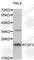 Colony Stimulating Factor 3 antibody, A6178, ABclonal Technology, Western Blot image 