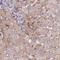 Histidine Rich Glycoprotein antibody, HPA050269, Atlas Antibodies, Immunohistochemistry frozen image 