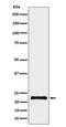 CGRP Receptor Component antibody, M04247, Boster Biological Technology, Western Blot image 